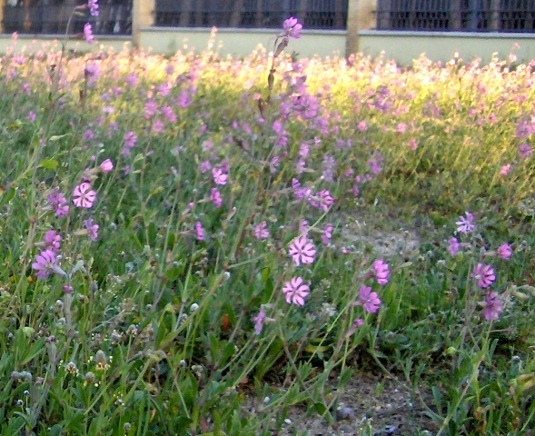 Silene colorata / Silene colorata